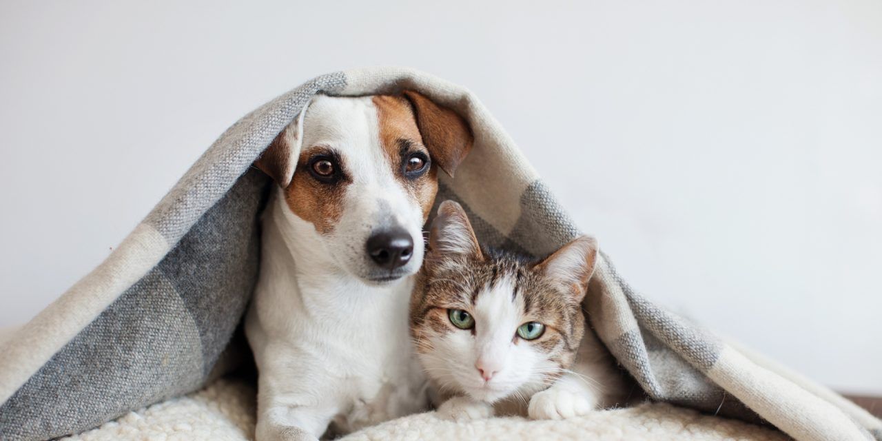 10 consejos para mantener felices a los perros y gatos en de casa