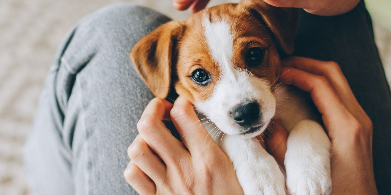 Cómo enseñar a mi cachorro a que deje de morderme