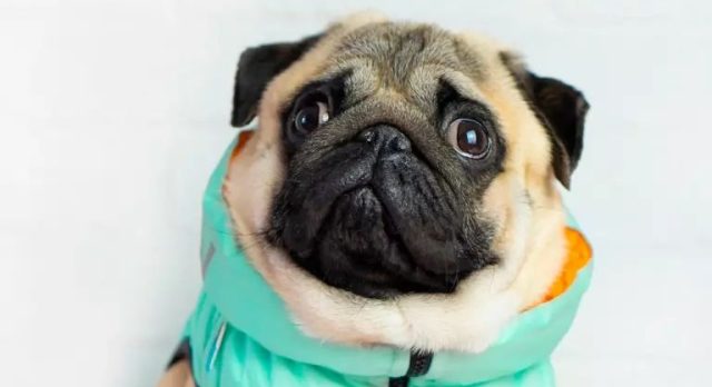 Vestir a la mascota. ¿es aconsejable? Cuándo y cómo hacerlo