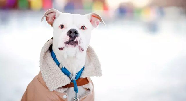 Vestir a la mascota. ¿es aconsejable? Cuándo y cómo hacerlo